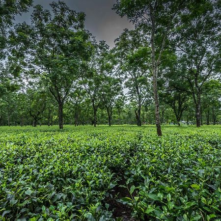Tusker Tea County Hotel Chalsa Exterior photo